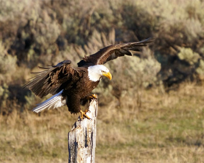 Eagle with Wings Spread.jpg