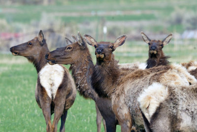 Elk Cows.jpg
