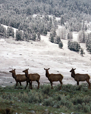 Elk in the Snow.jpg