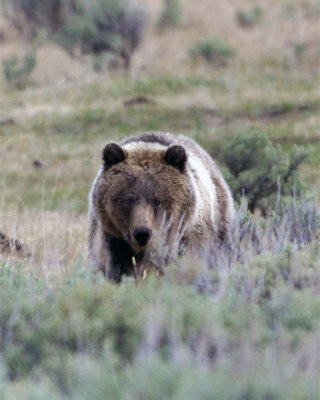 Eyes of the Grizzly.jpg