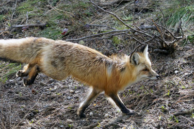 Fox on the Run.jpg