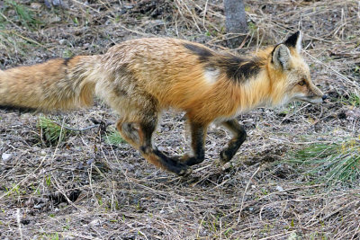 Fox Running.jpg