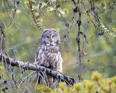 Great Grey Owl at Fishing Bridge Junction.jpg