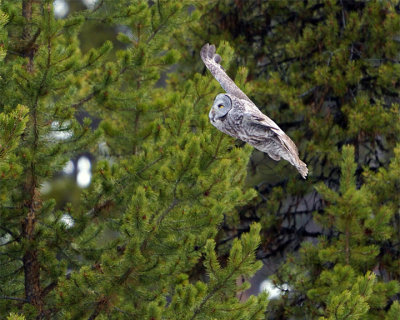Great Grey Owl Coming in for a Landing.jpg