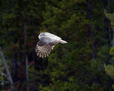 Great Grey Owl Flying.jpg