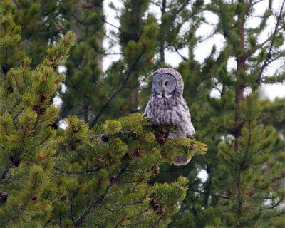 Great Grey Owl in the Pines.jpg