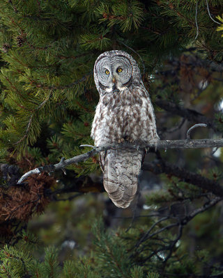 Great Grey Owl in the Trees.jpg