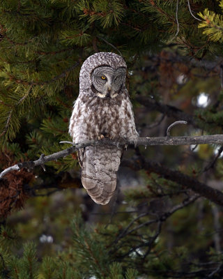 Great Grey Owl on a Branch Vertical.jpg