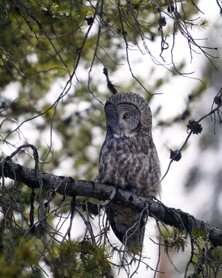 Great Grey Owl on a Branch.jpg
