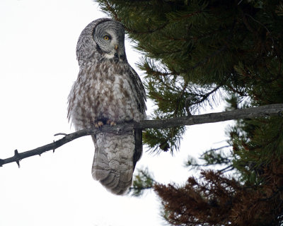 Great Grey Owl on a Perch.jpg