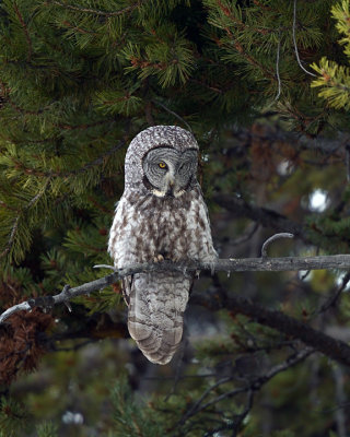 Great Grey Owl vertical.jpg