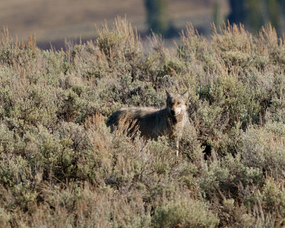 Grey Junction Butte Wolf.jpg