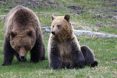 Grizzly 815 with Blond Cub.jpg