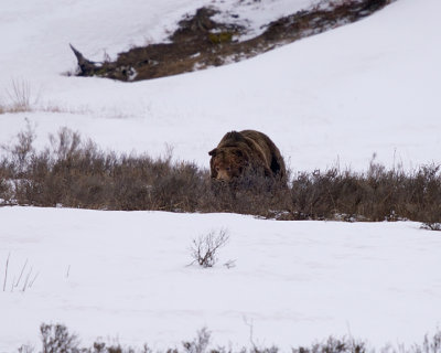 Grizzly at Otter Creek.jpg
