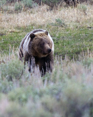 Grizzly Bear in the Lamar Valley.jpg
