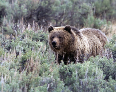 Grizzly Bear Near Soda Butte Cone.jpg