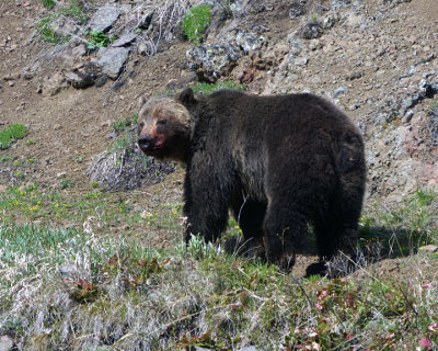 Grizzly Boar Looking Back.jpg