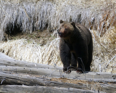 Grizzly Boar on the Log.jpg