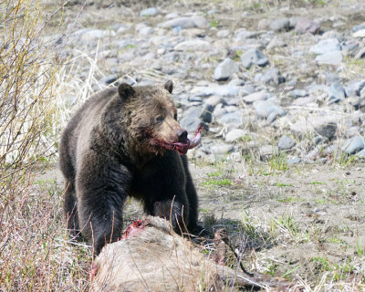 Grizzly Boar with a Bite.jpg