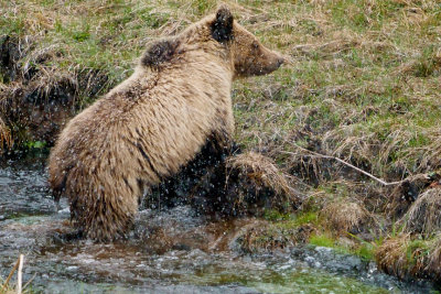 Grizzly Cub in the Stream.jpg