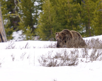 Grizzly in the Snow at Otter Creek.jpg