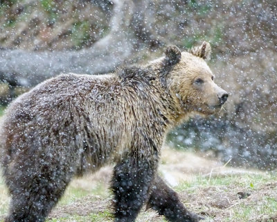 Grizzly in the Storm.jpg