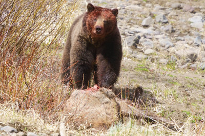 Grizzly on an Elk Carcass.jpg