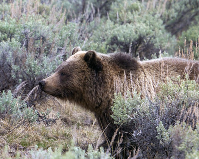 Grizzly Profile.jpg
