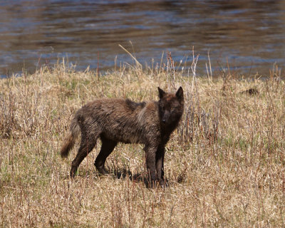 Junction Butte Black Wolf at Slough Creek.jpg
