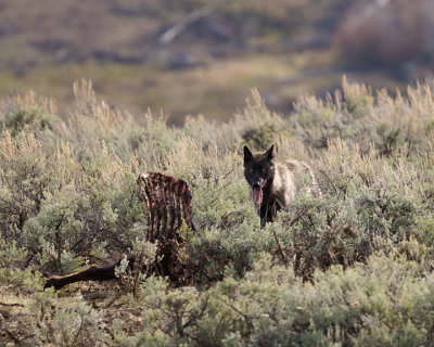 Junction Butte Black Wolf at the Carcass.jpg