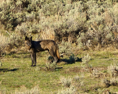 Junction Butte Black Wolf.jpg