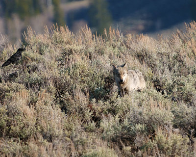 Junction Butte Grey Wolf.jpg