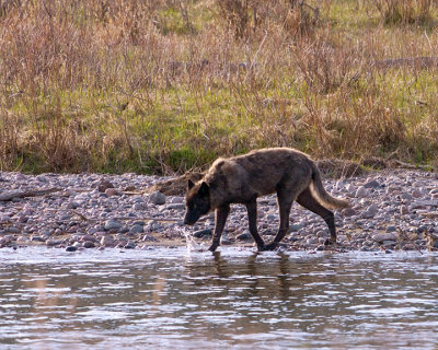 Junction Butte Wolf Going into Slough Creek.jpg