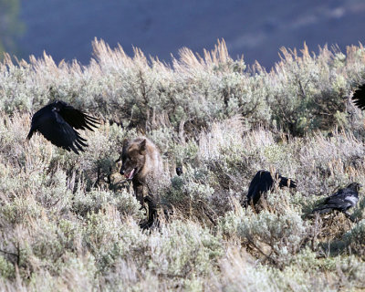 Junction Butte Wolf with Ravens.jpg