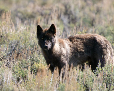 Junction Butte Wolf.jpg