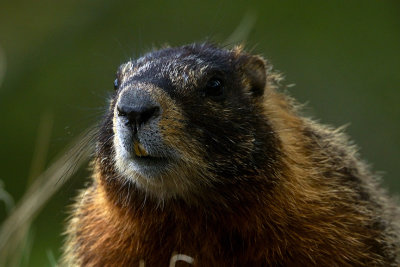 Marmot Closeup at Wrecker.jpg