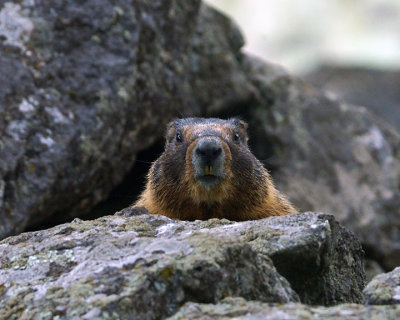 Marmot in the Rocks.jpg