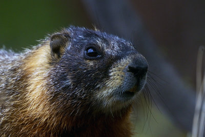 Marmot Profile.jpg
