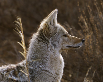 Morning Coyote.jpg