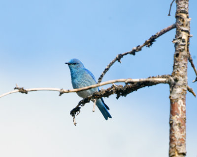 Mountain Bluebird at Lake Butte.jpg