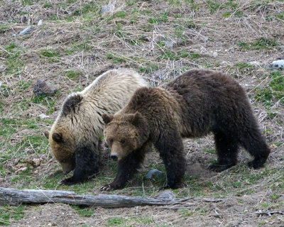 Obsidian Grizzly with Blond Cub.jpg
