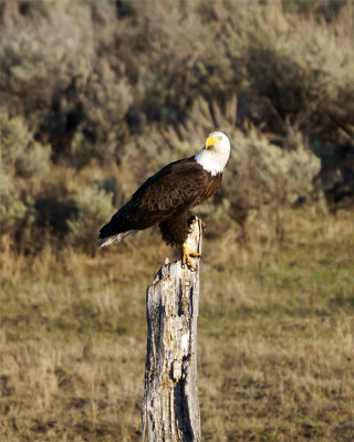 Perched Bald Eagle.jpg