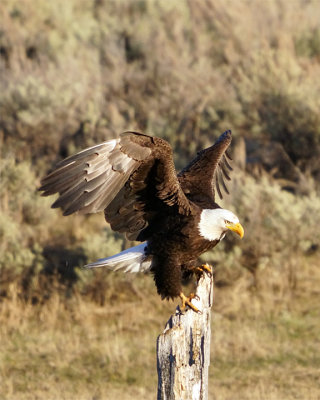Perched Eagle.jpg