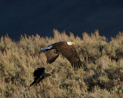 Raven Pursuing Eagle.jpg