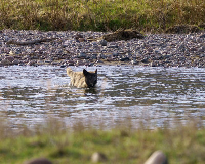 Swimming Wolf.jpg