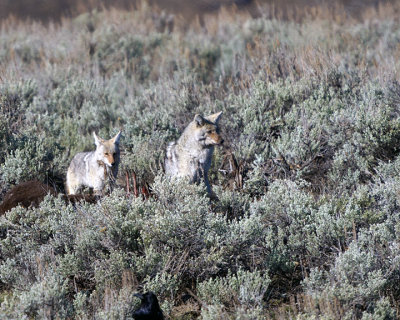 Two Coyotes on the Carcass.jpg