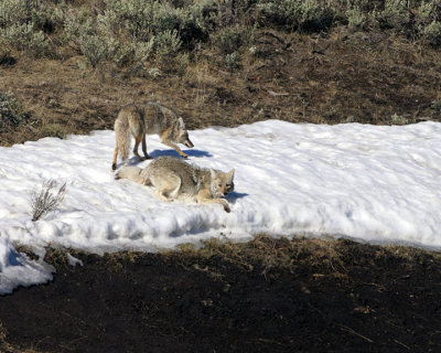 Two Coyotes on the Snow.jpg