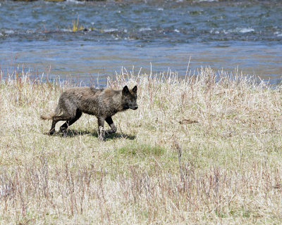 Wolf Along Slough Creek.jpg