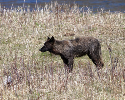 Wolf at Slough Creek.jpg