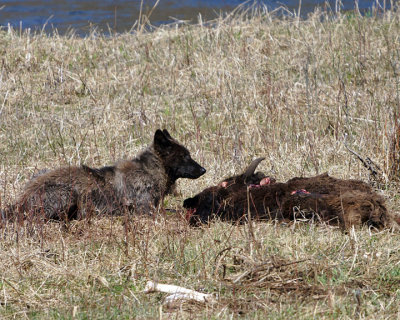 Wolf at the Carcass at Slough Creek.jpg